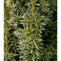 Тис ягідний Litfass купить