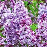 Бузок звичайний Катеріна Хавемейєр купить