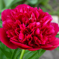 Пион Red Sarah Bernhardt (Fiona) купить