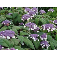 Гортензия шершавая Бельвю купить