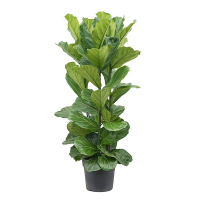 Фікус ліроподібний купить