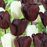 Тюльпан Black Jacky (Black & White Tulip), в упаковке 10 шт. купить