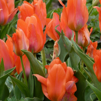 Тюльпан Orange Toronto, в упаковцi 10 шт. купить