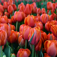 Тюльпан Queensday (NEW), в упаковке 7 шт. купить