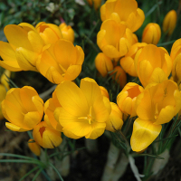 Крокус Golden Yellow, в упаковке 10 шт. купить