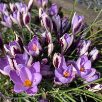 Крокус Spring Beauty, в упаковке 10 шт. купить