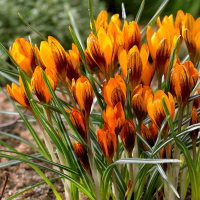 Крокус Orange Monarch, в упаковке 10 шт. купить