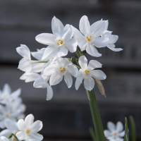 Нарцисс Paperwhite Grandiflora,  в упаковцi 5 шт. купить