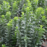 Бересклет японский Green Spire шар купить