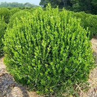 Самшит (буксус) вічнозелений Bullata штамб купить