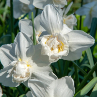 Нарцисс White Marvel, в упаковцi 5 шт. купить