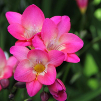 Фрезия Pink, в упаковке 15 шт. купить