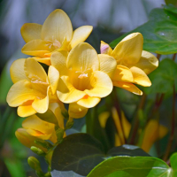 Фрезия Yellow, в упаковцi 15 шт. купить