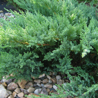 Ялівець Козацький Tamariscifolia купить