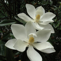 Магнолія In Cultivars купить