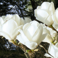 Магнолія Суланжа купить