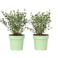 Эвкалипт Parvifolia Oliva купить