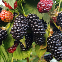 Ежевика Аучита безшипная купить