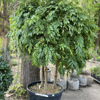 Глициния обильноцветущая multitronco купить