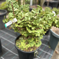 Гінкго дволопатеве Марiкен купить