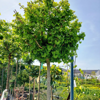 Гинкго двулопастный Марикен купить