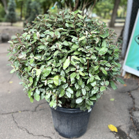 Елеагнус Еббінге компакта куля купить