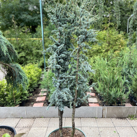 Кедр Атлантика Глаука multitronco купить