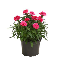 Гвоздика купить