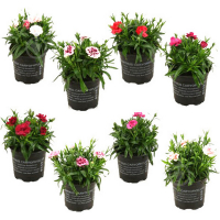 Гвоздика купить