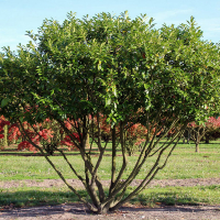 Лавровишня португальська Angustifolia мультиштамб купить