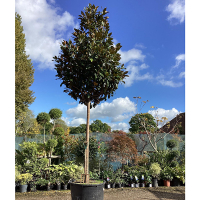 Магнолия Грандифлора Gallisoniensis standard купить