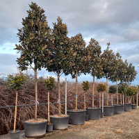 Магнолия Грандифлора Gallisoniensis standard купить