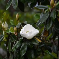 Магнолия Грандифлора Gallisoniensis multitronco купить