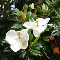 Магнолия Грандифлора Little Gem купить