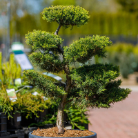 Можжевельник Пфитцериана Ауреа Bonsai купить