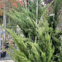 Ялівець середній Мінт Джулеп купить