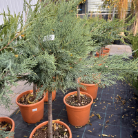 Можжевельник виргинский Грей Оул MINI STANDARD купить