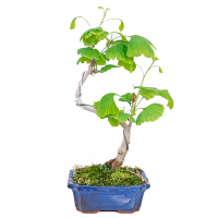 Бонсай Ginkgo Biloba Shape купить
