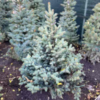 Ель голубая Kaibab 100/125 купить