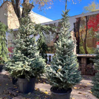 Ялина блакитна Kaibab 125/150 купить