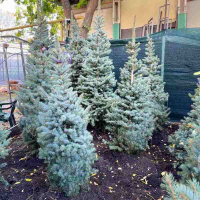 Ялина блакитна Kaibab 150/175 купить