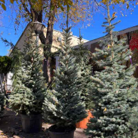 Ель голубая Kaibab 175/200 купить