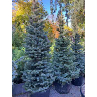 Ель голубая Kaibab 200/225 купить