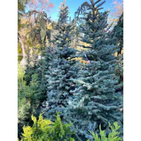 Ель голубая Kaibab 225/250 купить