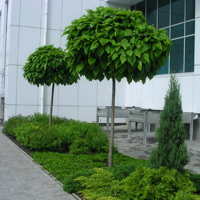 Катальпа бігнонієподібна Нана купить