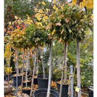 Клен кулястий 180 купить