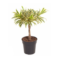 Драцена Song Of India Gevlochten купить