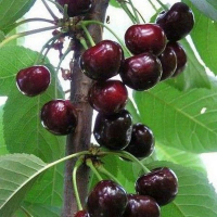 Вишня Балатон (Уйфегертой Фюртош) купить