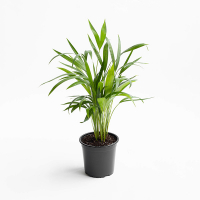 Хризалідокарпус Lutescens купить