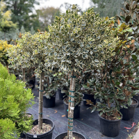 Падуб гостролистий Аргентіа Маргіната штамб купить